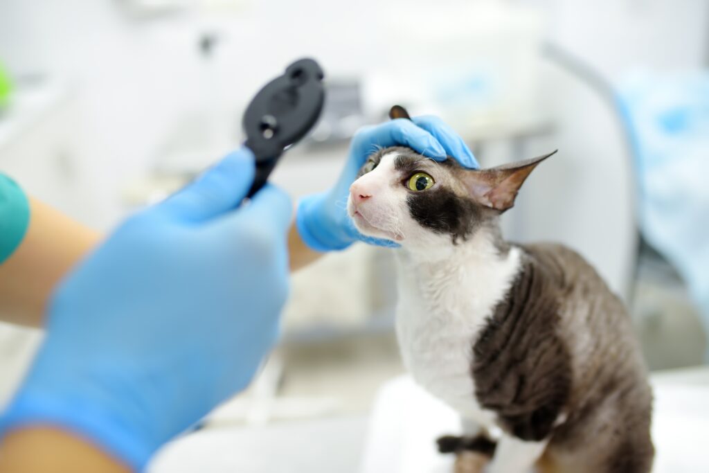 Veterinary Web Design