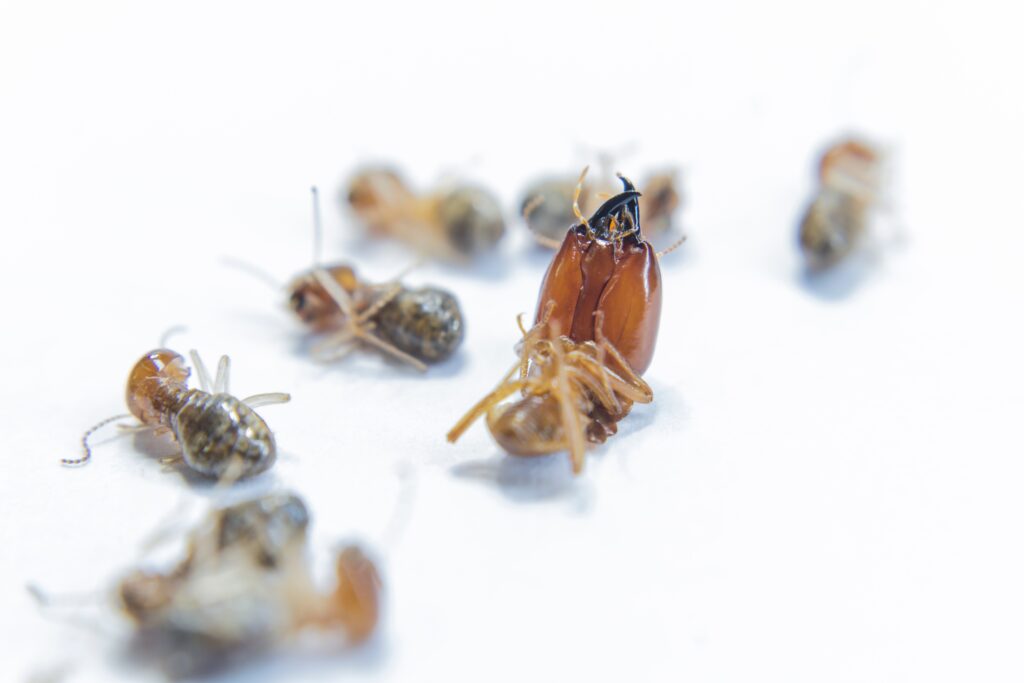 pest control web design